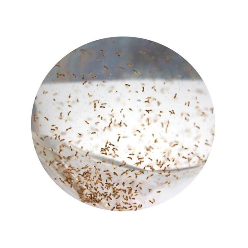 Copepode marine vii 25x90ml - imagine 4